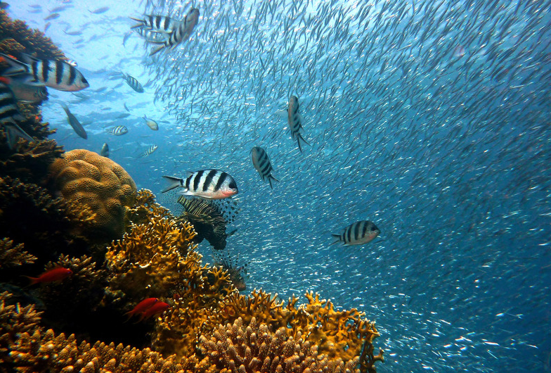 diving gargano